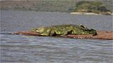 Ethiopia - Lago Chamo - Coccodrilli - 04